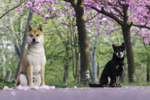 2 Shibas Sakura 2