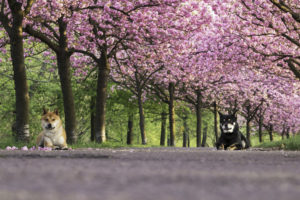 2 Shibas Sakura liegend