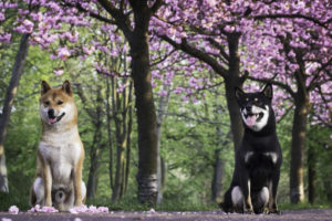 2 Shibas Sakura