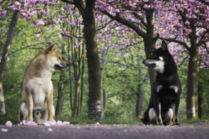 2 Shibas Sakura 6