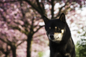 Black Shiba Sakura 6