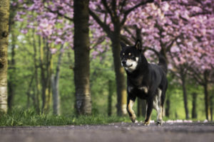 Black Shiba Sakura 5