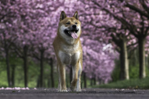 Red Shiba Sakura 2
