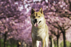 Red Shiba Sakura 1