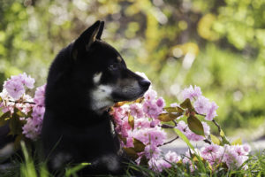Shiba Sakura Hanami