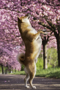 Red Shiba Sakura 4