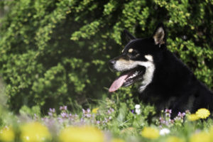 Shiba in Feld