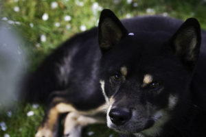 Shiba close up