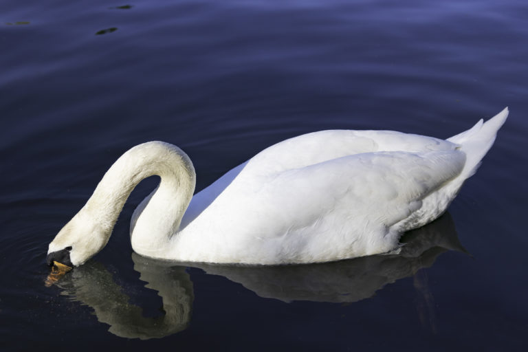 Schwan